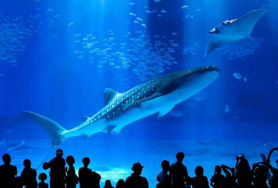 okinawa aquarium
