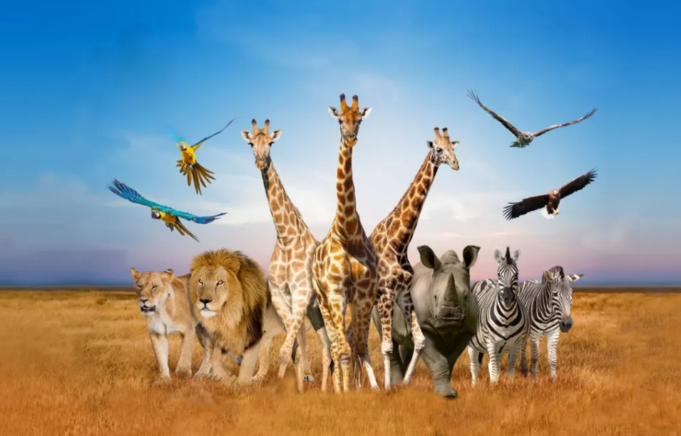 safari thailand